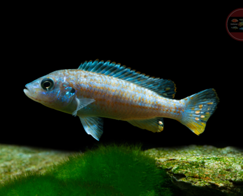 Perle von Likoma, DNZ Melanochromis joanjohnsonae