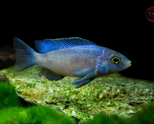 Blauer Weißlippen-Maulbrüter, DNZ Placidochromis phenochilus