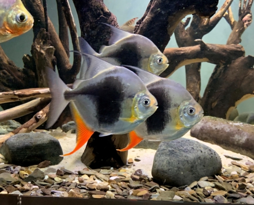 Salmler / Salmlerartige