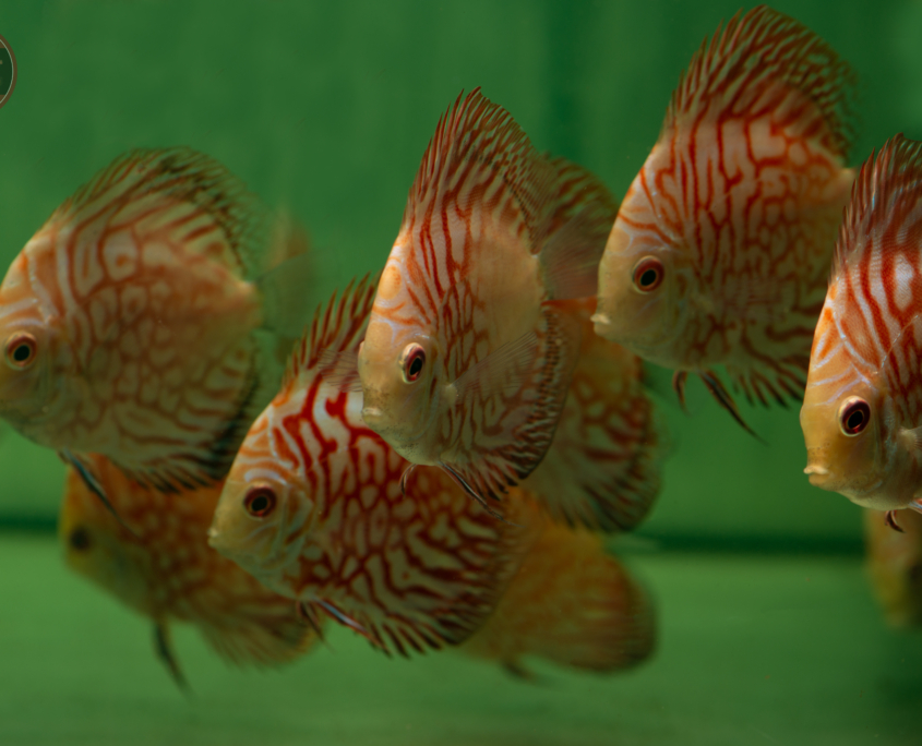 Diskus-Pigeon-Red-Stone, NZ-VNM	Symphys. aequifasciatus "Pigeon Red"
