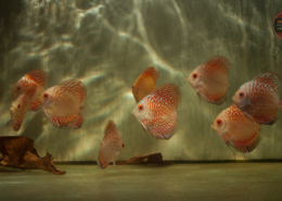 Diskus, "Pigeon Red Stone" Symphysodon aequifasciatus