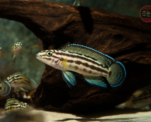 Vierstreifen-Schlankcichlide Julidochromis regani