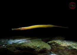 Rotstreifen-Süßwassernadel, WF Microphis brachyurus