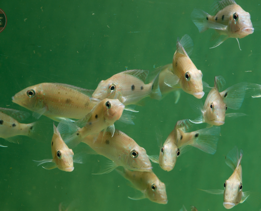 Dreifleck-Erdfresser, WF-COL Satanoperca daemon 6-9 cm 