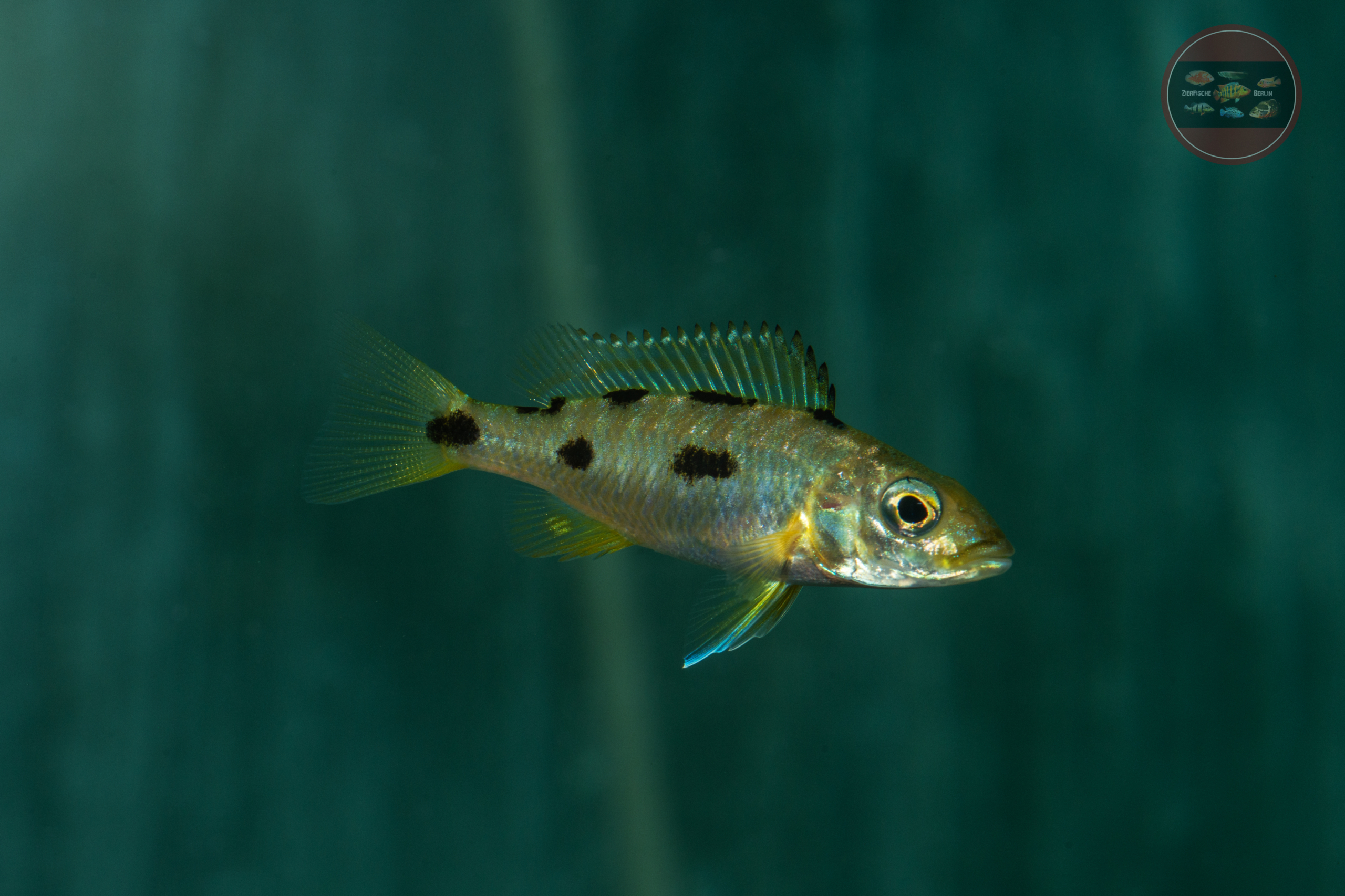 Gelber Dreifleck-Maulbrüter, DNZ Exochromis anagenys