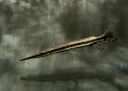 Gefleckter Knochenhecht Lepisosteus oculatus