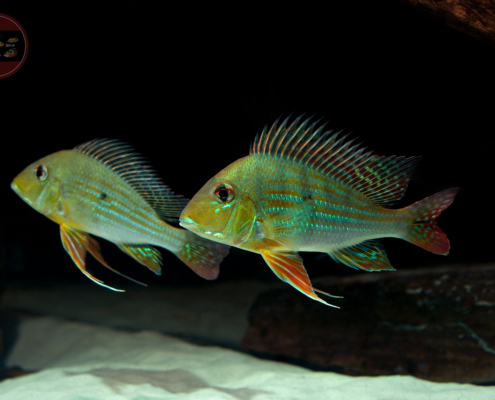 Geophagus altifrons Barcelos
