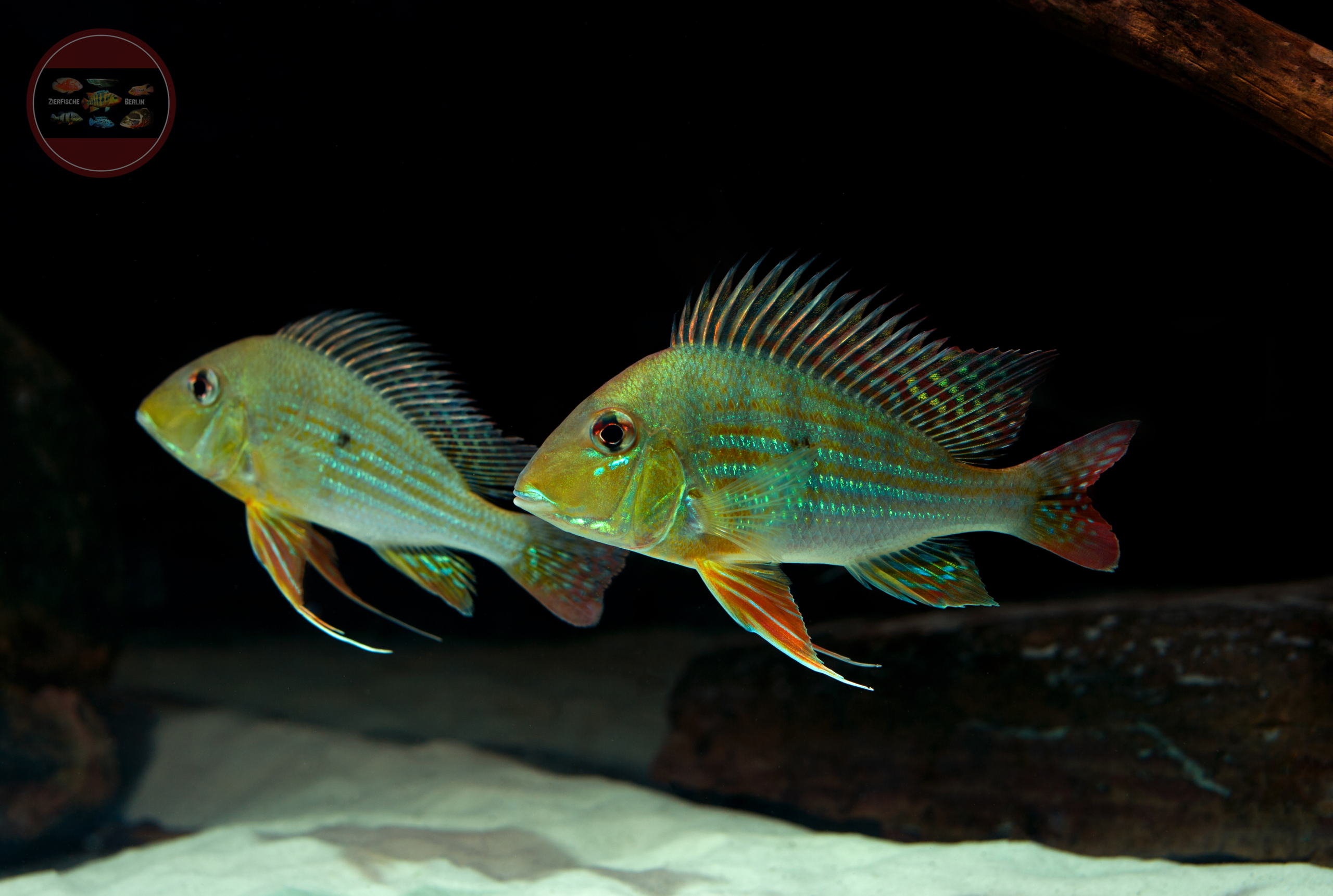 Geophagus altifrons Barcelos