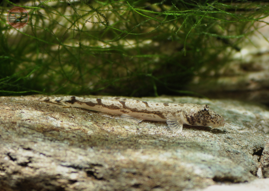 Katzenaugenschmerle Somileptes gongota