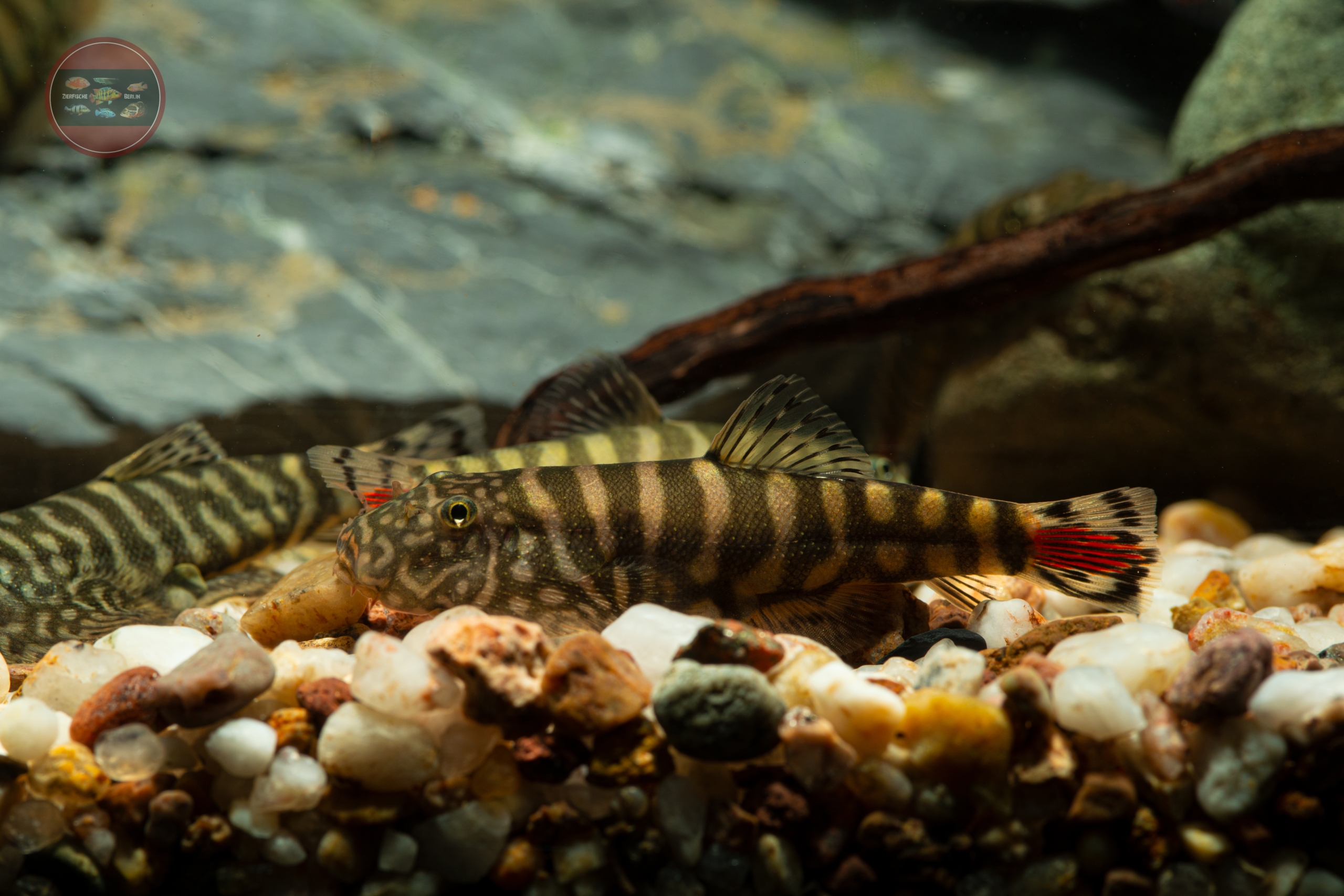 Rotschwanz-Flossensauger, WF Gastromyzon sp. 