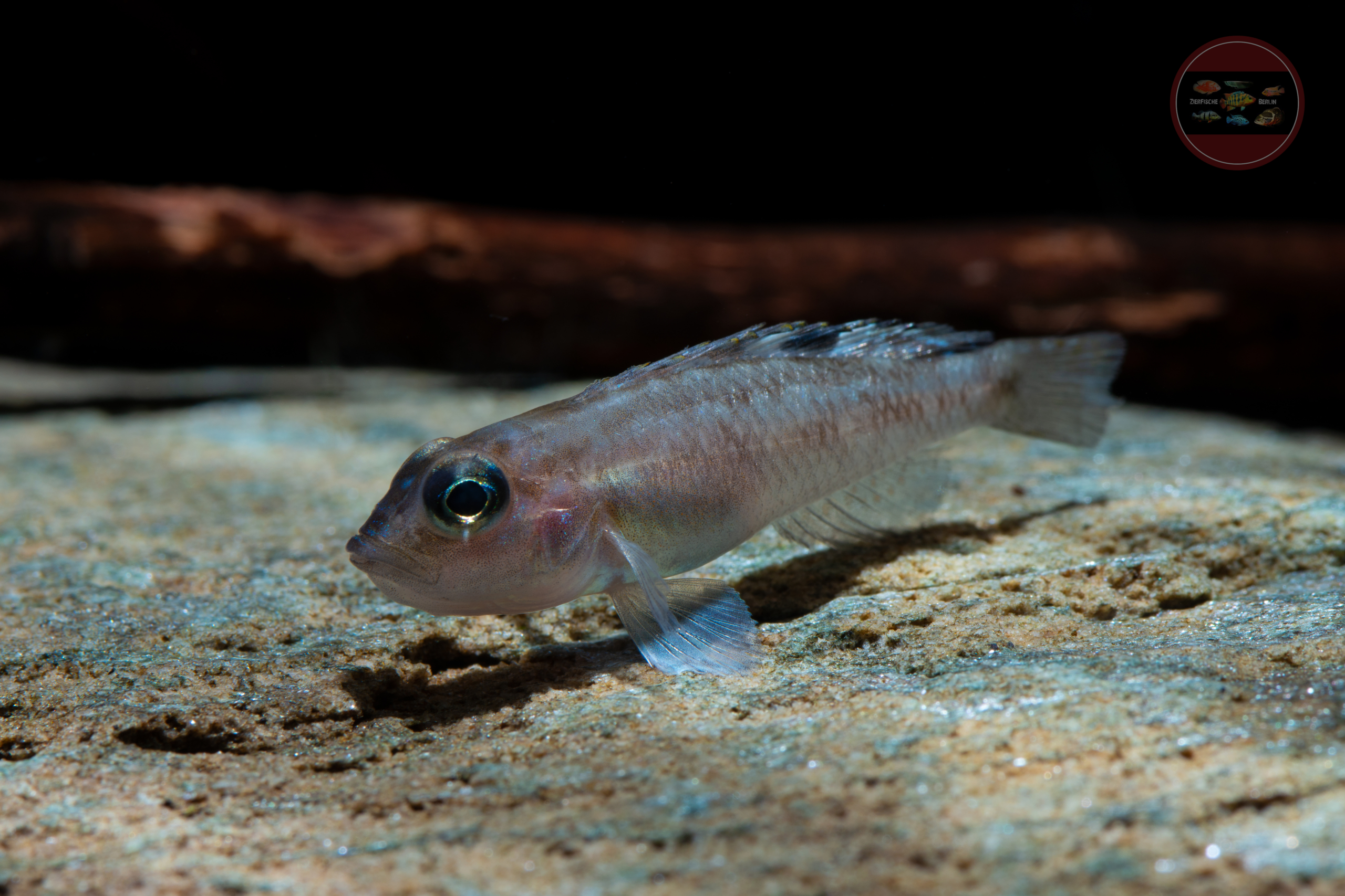 Zweifleck-Schneckenbarsch, DNZ Neolamprologus kungweensis