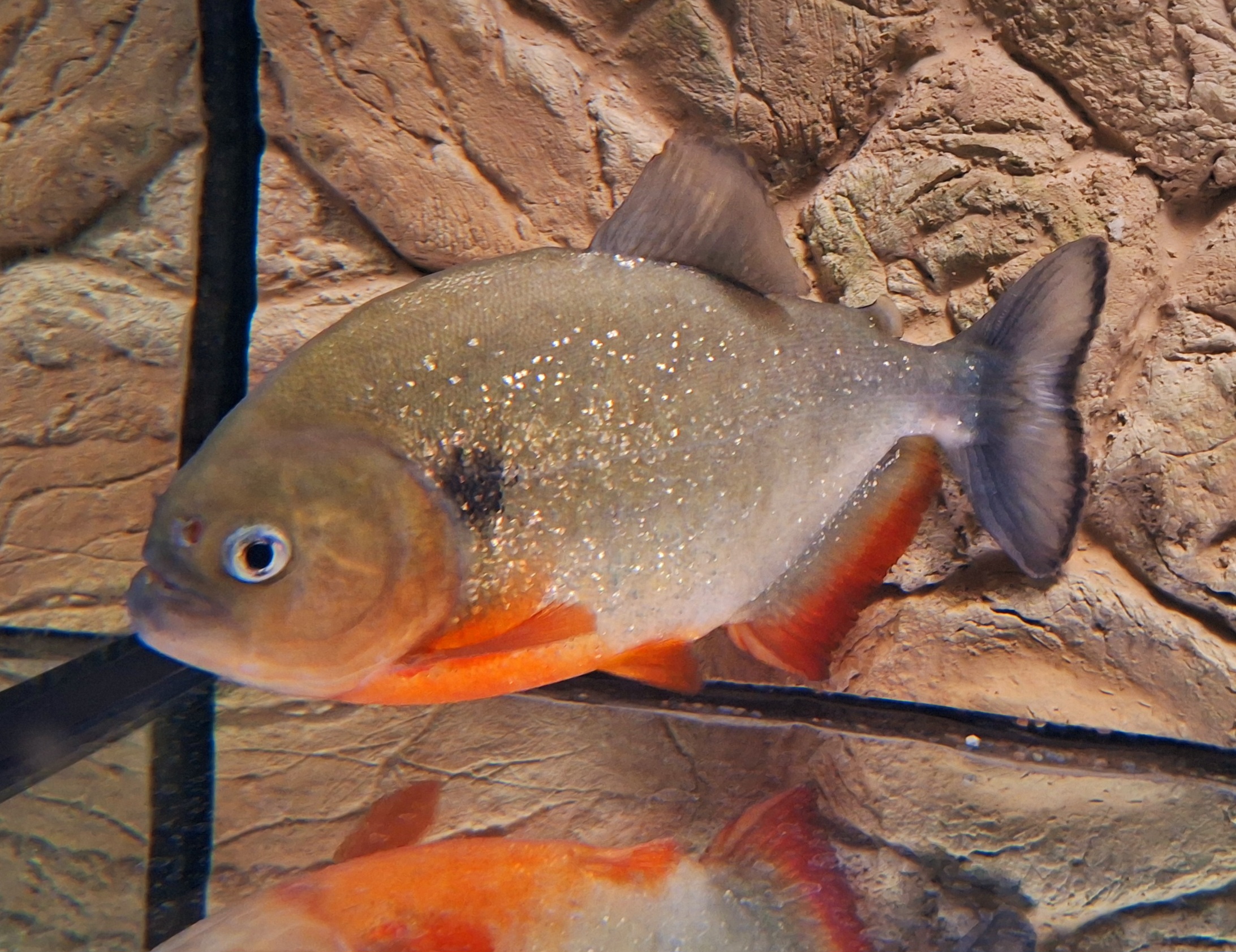 1x Schulterfleck Piranha Pygocentrus cariba	25-26 cm