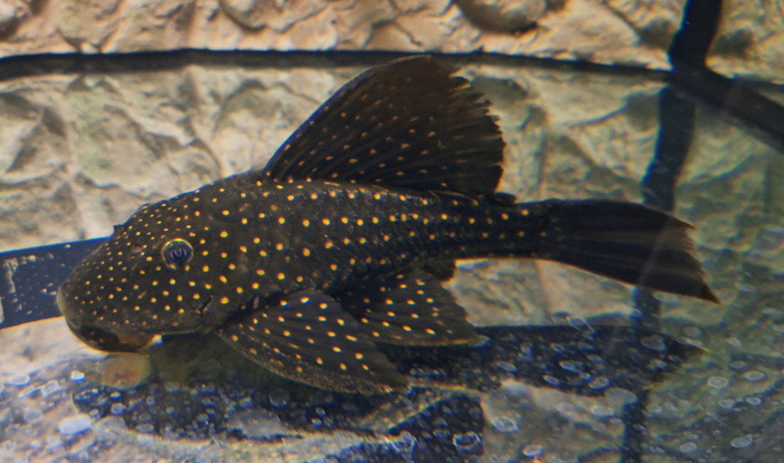 1x Goldstaub-Schilderwels Hypostomus luteus PHASE I