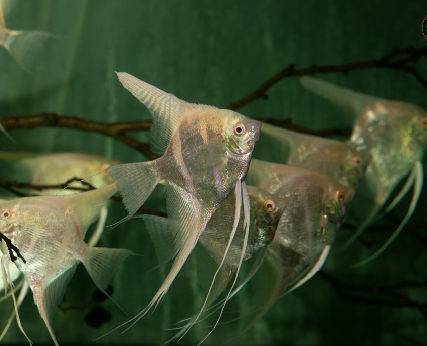 Skalar, PINOY-BLUE-SMOKEY	Pterophyllum scalare "Blue-Smokey"
