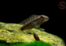 Wallaces Prachtbuntbarsch, DNZ Wallaceochromis humilis "Boffa"