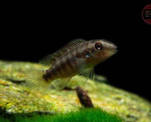 Wallaces Prachtbuntbarsch, DNZ Wallaceochromis humilis "Boffa"