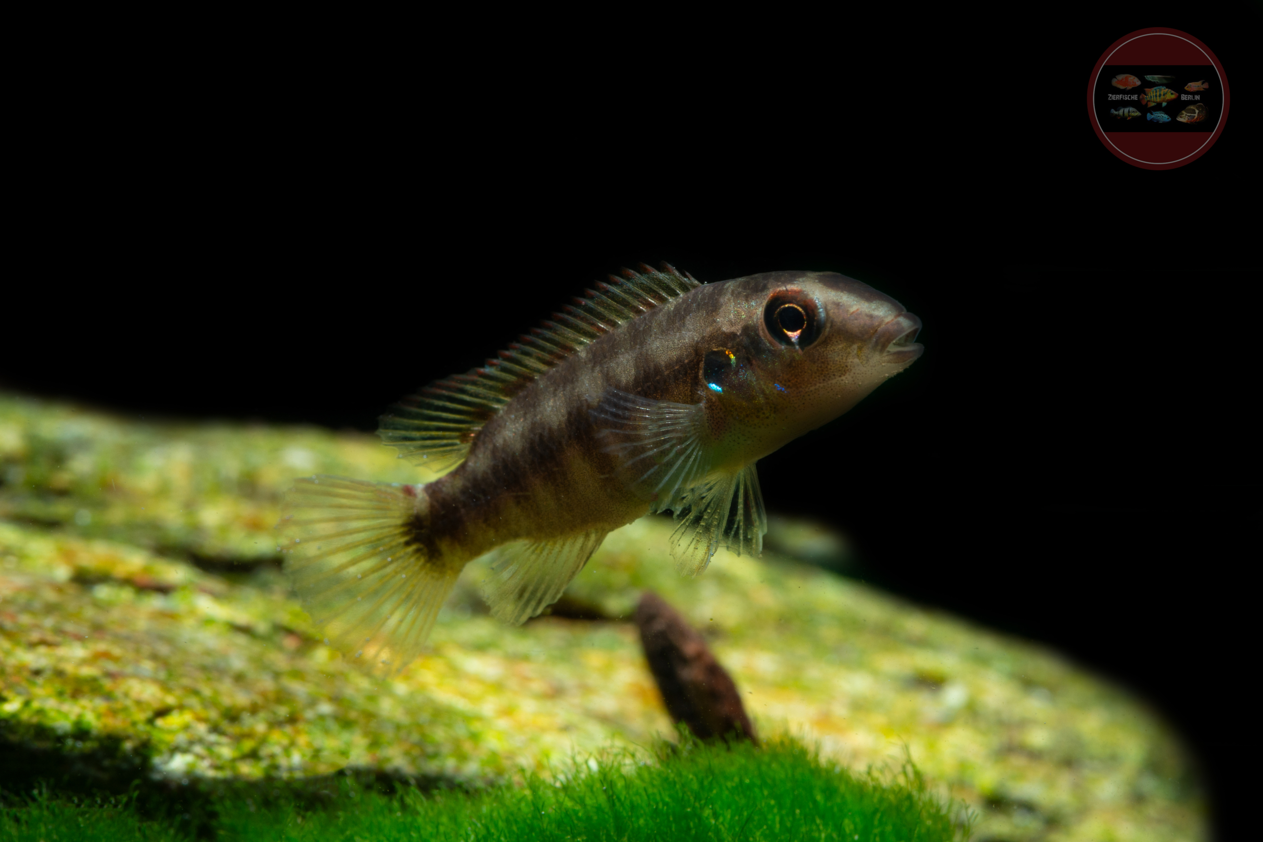 Wallaces Prachtbuntbarsch, DNZ Wallaceochromis humilis 