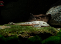 Punktierter Hexenwels, WF-BRA Harttia punctata