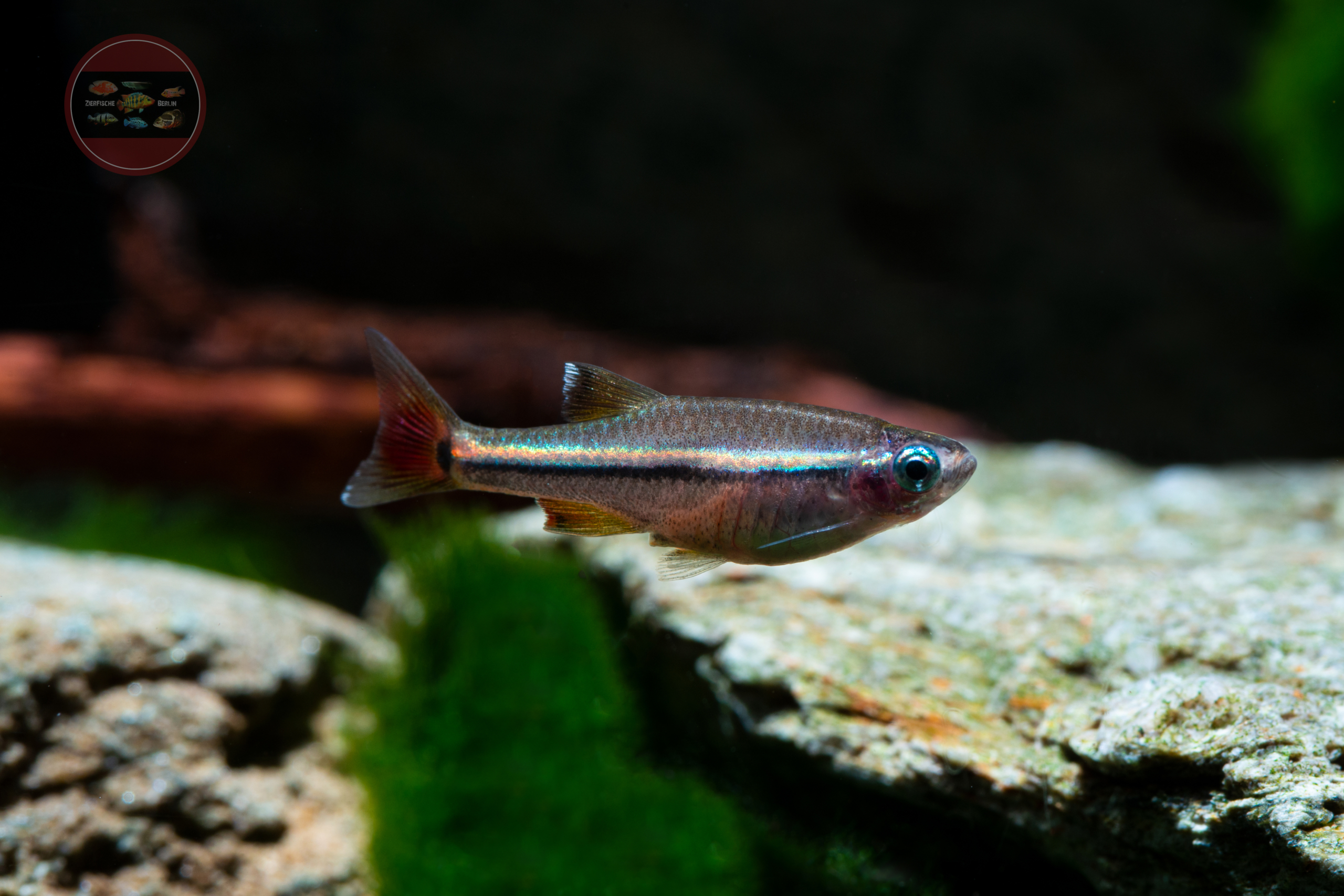 Regenbogen-Kardinal, WF-VNM Tanichthys micagemmae