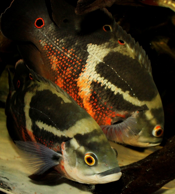 Astronotus rubroocellatus "RIO NEGRO"
