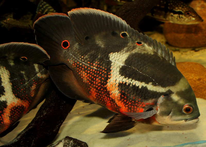 Astronotus rubroocellatus "RIO NEGRO"
