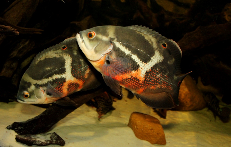 Astronotus rubroocellatus "RIO NEGRO"
