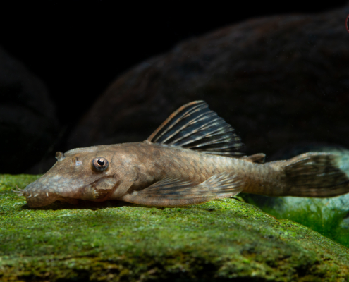 Antennenwels, WF-Paraguay Ancistrus pirareta