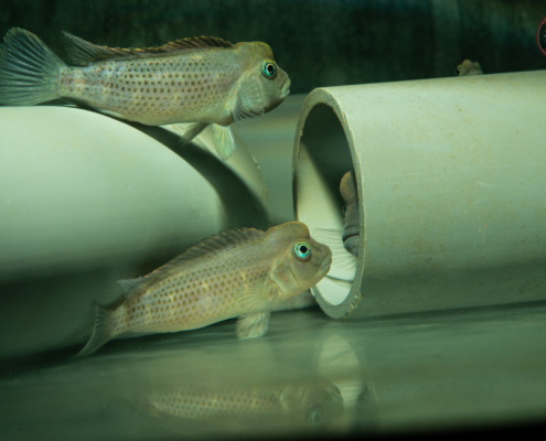 Buckelkopfbuntbarsch, DNZ Steatocranus casuarius