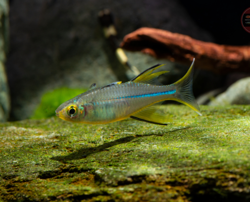 Celebes-Sonnenstrahlfisch, WF Marosatherina ladigesi