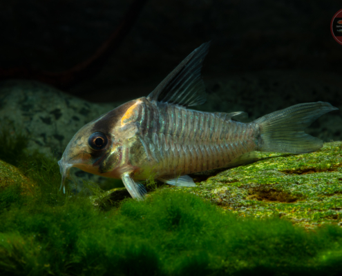Jutai-Panzerwels, WF-RARITÄT Hoplisoma colossus (CW045)