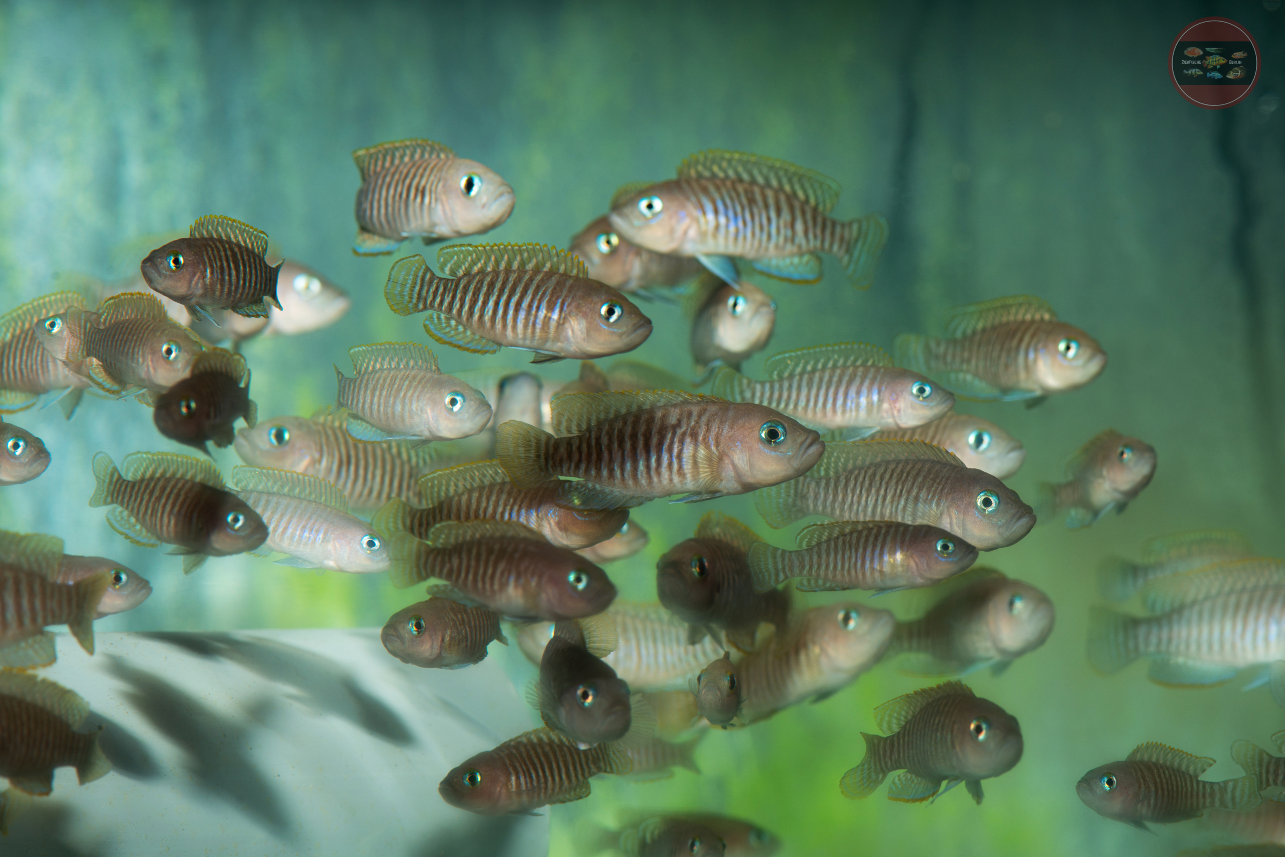 Gebänderter Schneckenbarsch, KONGO, DNZ Lamprologus brevis 