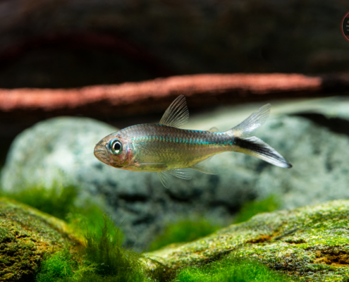 Pinguinsalmler, WF-PER Thayeria obliqua