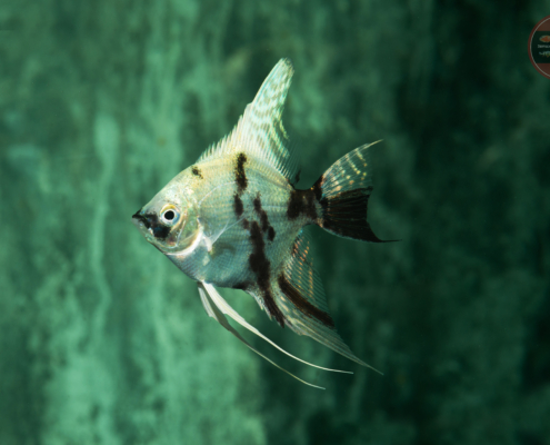 Skalar-Platin-Marmor, BIO SEC Pterophyllum scalare "Platin-Marmor"