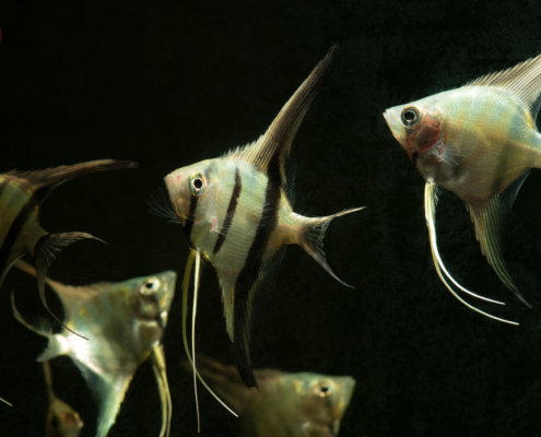 Skalar-Wild-Río-Nanay, WF-PER Pterophyllum scalare "Río Nanay"