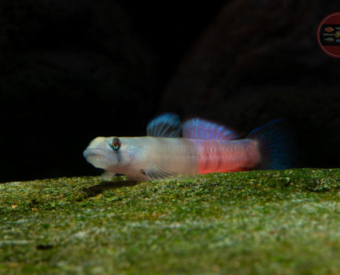 Flammenpfeil-Grundel, WF-RARITÄT Sicyopus zosterophorus