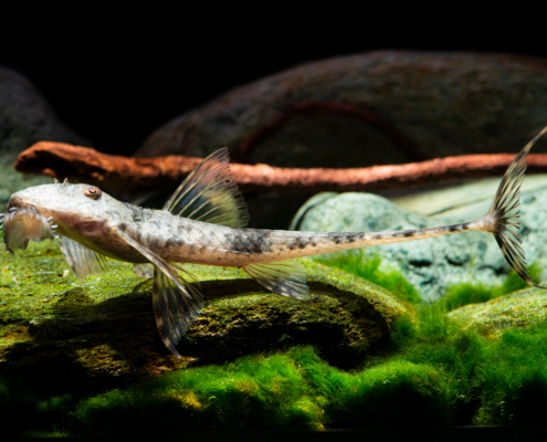 Marmor-Riesenhexenwels, WF-BRA Spatuloricaria tuira "Rio Xingu"