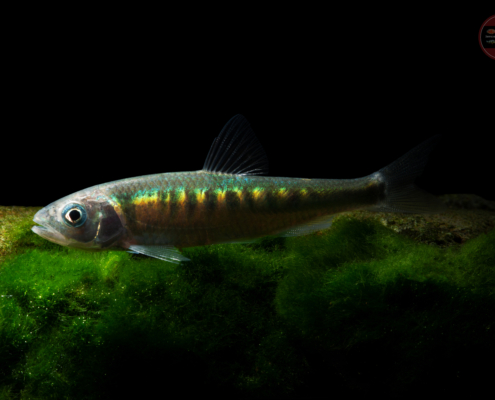 Drachenfisch, WF-CHN Zacco platypus