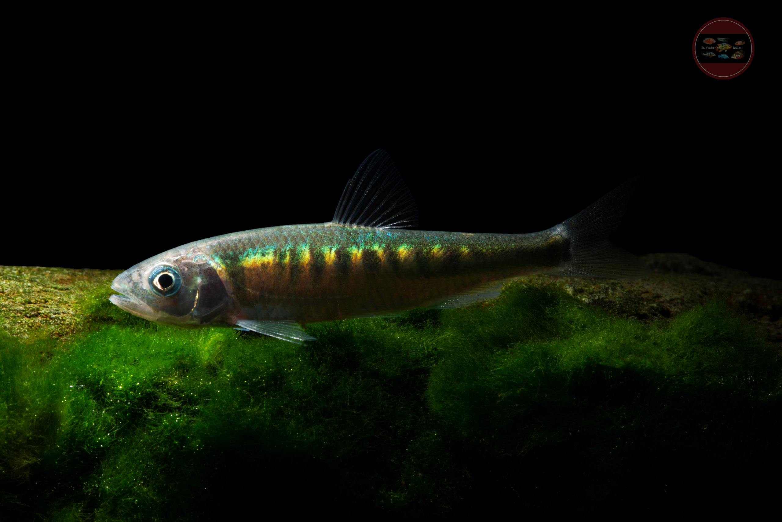 Drachenfisch, WF-CHN Zacco platypus