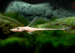 "ALBINO" Goldbartwels Sturisoma aureum