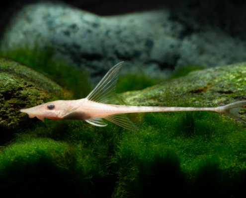 "ALBINO" Goldbartwels Sturisoma aureum