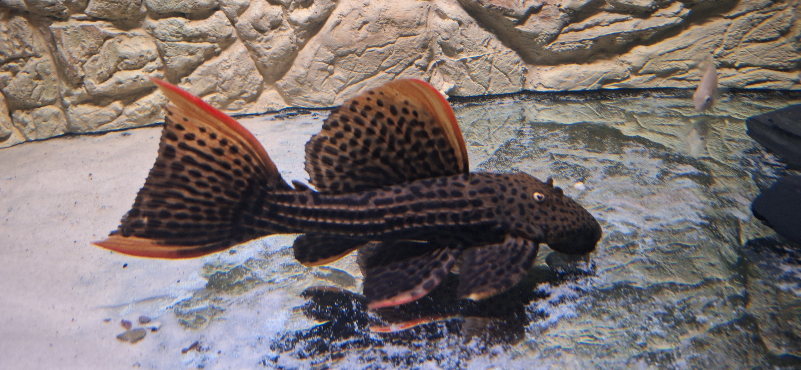 1x L25 Rotflossen-Kaktuswels, Pseudacanthicus pirarara, 22-24 cm
