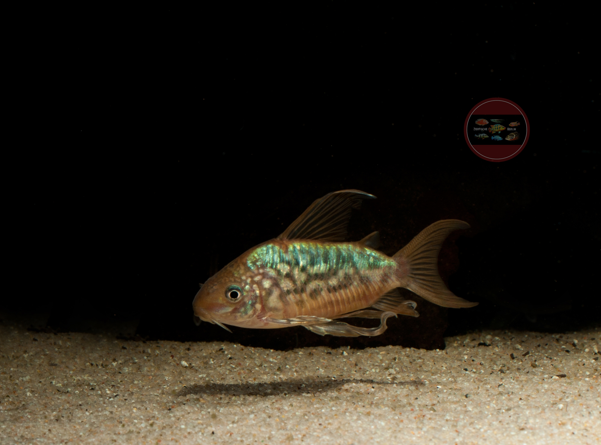 10x Corydoras pantanalensis, 3-4 cm