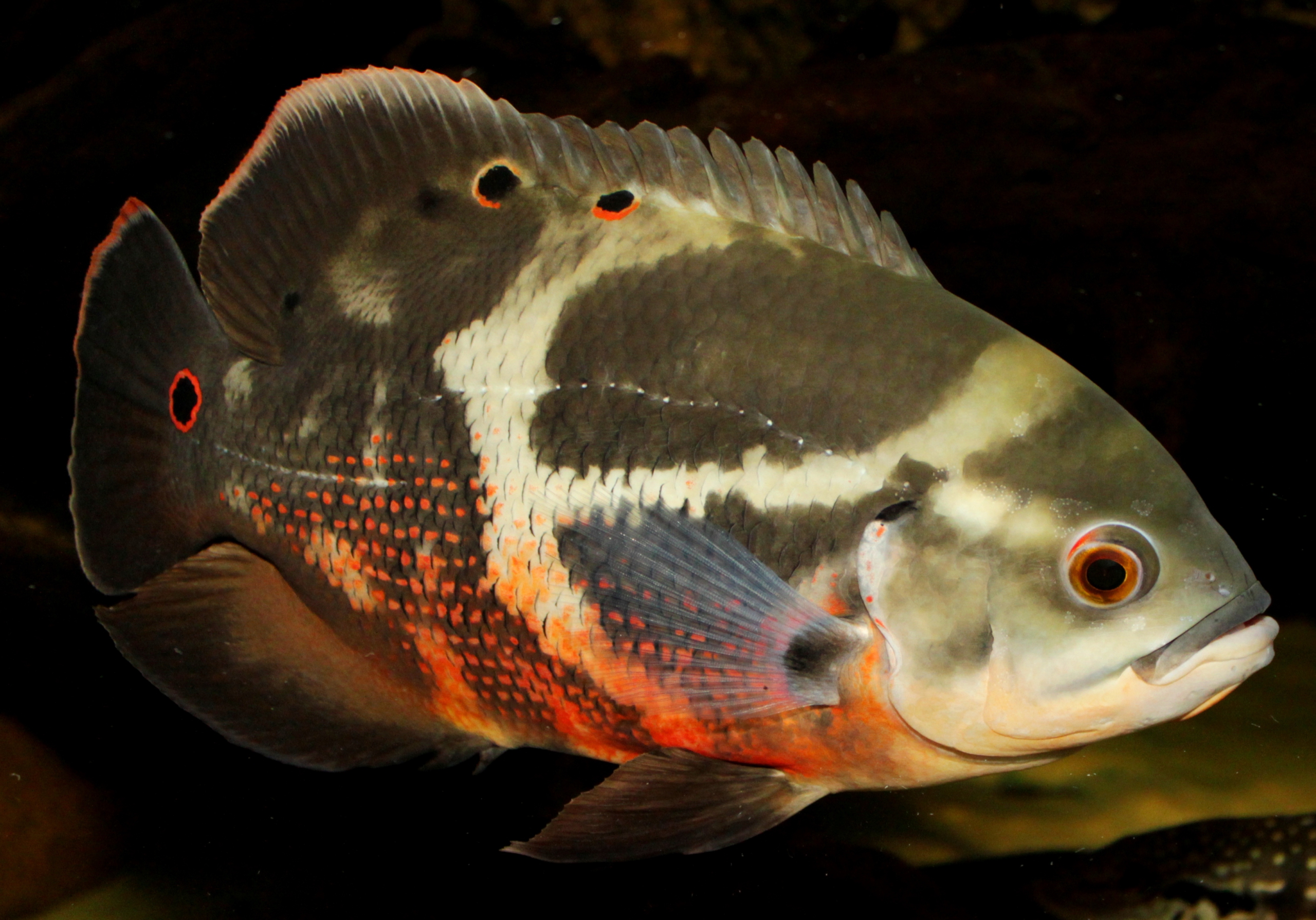5x Astronotus rubroocellatus