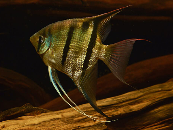 6x König-Leopold-Skalar, WF,	Pterophyllum leopoldi