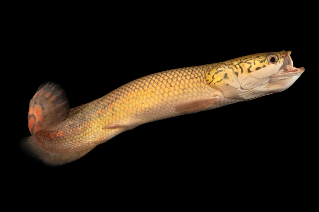 arapaima gigas