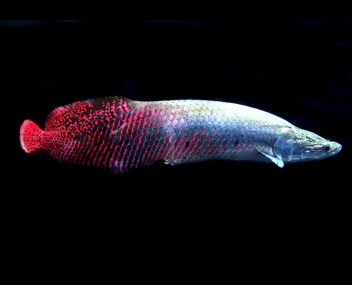 arapaima gigas red