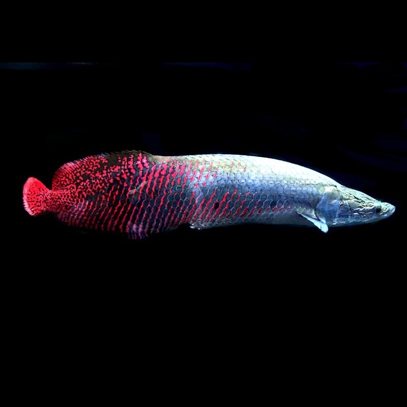 arapaima gigas red