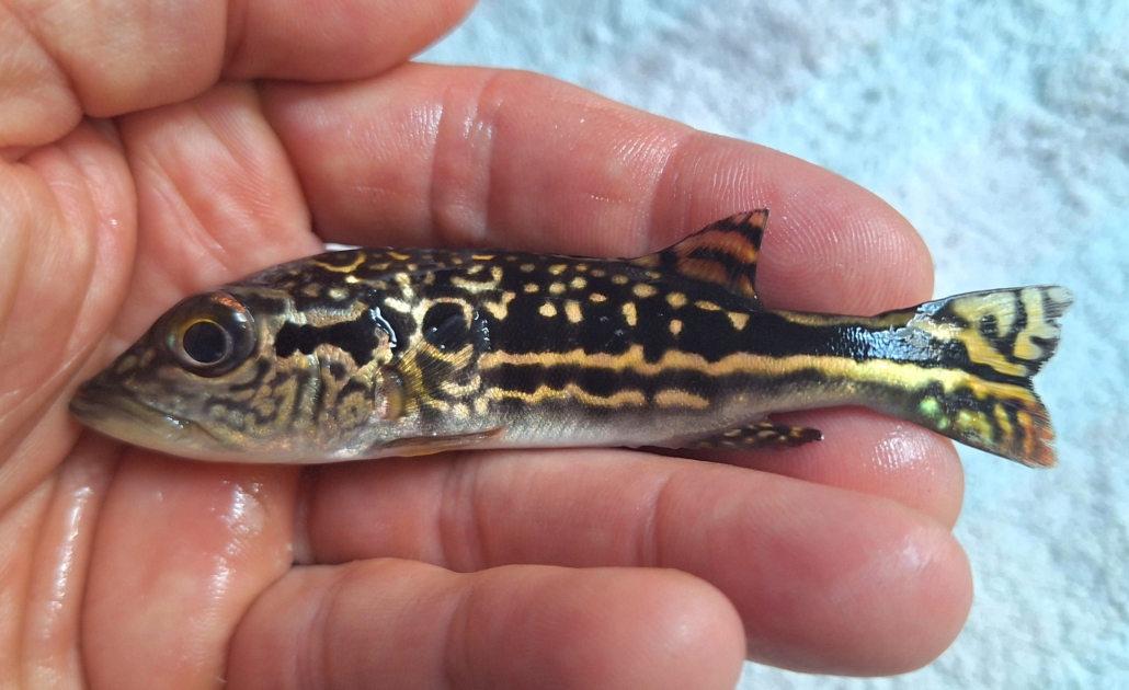 cichla sp. "royalsilk"