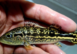 cichlaroyalsilk