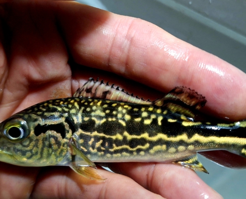 cichlaroyalsilk